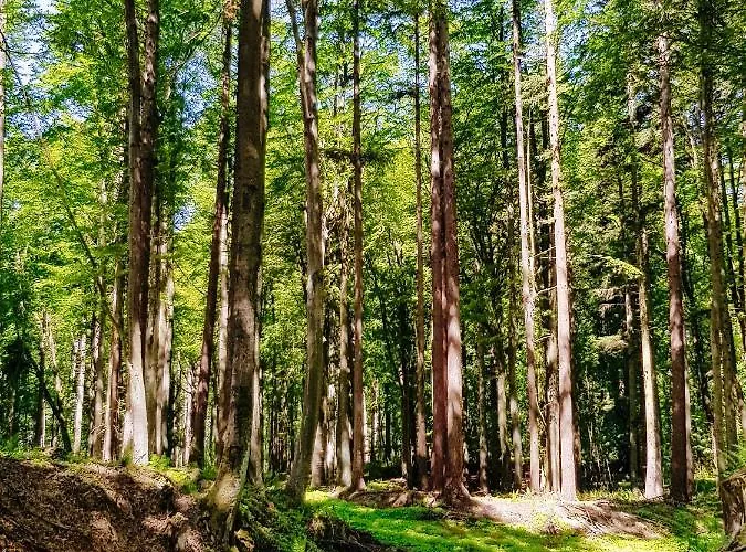 Pałac Ptaszynka Nocleg ze śniadaniem Gryfice